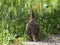 Female Dusky Grouse