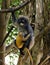 Female dusky langur, dusky leaf monkey, spectacled langur, Trachypithecus obscurus with yellow baby monkey in Thailand