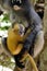 Female dusky langur, dusky leaf monkey, spectacled langur, Trachypithecus obscurus with yellow baby monkey in Thailand