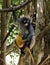 Female dusky langur, dusky leaf monkey, spectacled langur, Trachypithecus obscurus with yellow baby monkey in Thailand