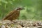 Female Eared pitta Hydrornis phayrei most wanted beautiful ground brid with camouflage brown and long white ear feathers