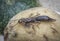 Female earwig dermaptera insect on lancium parasiticum fruit