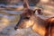 Female East African Sitatunga called Tragelaphus spekii spekii