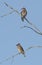 Female Eastern blue bird and cedar wax wing on tree snag branches