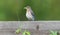 Female Eastern blue bird on wooden fence with green grasshopper in her mouth