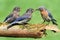 Female Eastern Bluebird With Babies