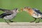 Female Eastern Bluebird With Baby