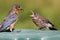 Female Eastern Bluebird Feeding A Baby