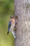 Female Eastern Bluebird looking at the camera