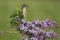 Female Eastern Bluebird Perched in Lilacs