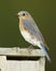 Female Eastern Bluebird Perched on Nest Box - Onta