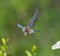Female eastern bluebird - sialia sialis