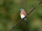 Female Eastern Bluebird on a wire