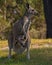 Female Eastern Grey Kangaroo & Joey