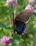 Female Eastern Tiger Swallowtail in Flight