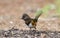 Female Eastern Towhee bird eating seed, Athens GA, USA