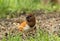 Female Eastern Towhee, Pipilo erythrophthalmus