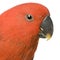 Female Eclectus Parrot