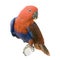 Female Eclectus Parrot