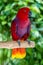 Female Eclectus parrot on a tree brunch