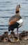 Female Egyptian Goose with Goslings