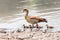 Female Egyptian Goose and Goslings