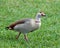 Female Egyptian Goose Walking with Dreamlike Expression