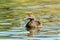 Female Eider Duck on abstract water