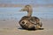Female Eider Duck sitting on beach