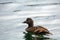 Female eider, Farne Islands Nature Reserve, England