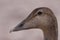 Female Eider portrait