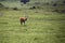 Female eland, Ngorongoro Crater, Tanzania