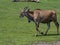 female Eland, Taurotragus oryx, grazes on green grass