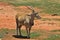 Female eland, Taurotragus oryx, South Africa