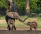 Female elephant with a baby.