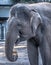 Female Elephant Eating Sugarcane