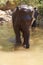 Female elephant enjoys her daily bath