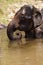 Female elephant enjoys her daily bath