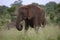 Female Elephant with Mud Sun Lotion in Hwage National Park, Zimbabwe, Elephant, Tusks, Elephant`s Eye Lodge