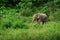 Female elephant near the rainforest. Thailand