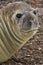 Female Elephant Seal on Carcass Island in the Falkland Islands