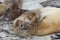 Female Elephant Seal - Falkland Islands