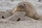 Female Elephant Seal - Falkland Islands