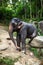 Female elephant sits on boulder scratches itself