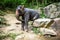 Female elephant sits on boulder scratches itself