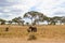 Female elephant taking care of her babies on the savanna of Tarangire National Park, in Tanzania, with some acacias at the