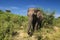 Female of elephant in Udawalawe national park, Sri Lanka