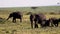 Female Elephant Walks Up With Young Calves
