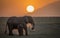 Female Elephant with youngster at sunset in Amboseli National Park