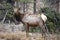 Female elk in the forest of Grand Canyon